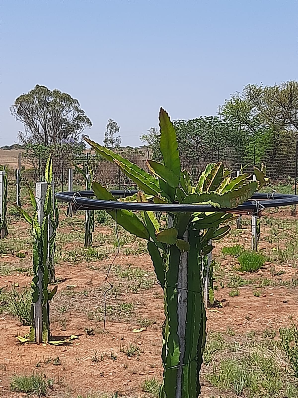 Drachenfrucht-Anbau auf unserem Hof